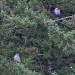 IMGP2096 thumbnail