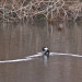 IMGP2305 thumbnail