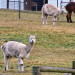 IMGP2352 thumbnail