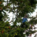 IMGP2441 thumbnail