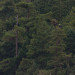 IMGP2454 thumbnail