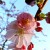 The blossoms of yesteryear (Photo: MvB)