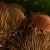 Varroa destructor on honeybee host (Photo: Wikipedia/ Erbe, Pooley: USDA, ARS, EMU)
