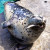 Barney the harbor seal enjoying lunch (Photo: MvB)