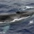A fin whale surfacing (Photo: NMFS Southwest Fisheries Science Center)